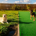 dog-run-turf-vs-natural-grass-which-is-best-for-your-yard