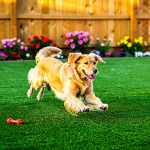 10-essential-facts-about-artificial-dog-grass-for-homeowners