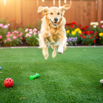 7-best-artificial-grass-options-for-dogs-to-pee-on