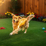 9-benefits-of-pet-friendly-turf-in-kansas-city-for-your-home