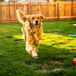 choose-the-best-grass-for-dog-runs-a-step-by-step-guide